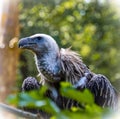 Vulture feathers chill Calm