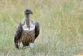 Vulture feeding on a kill Royalty Free Stock Photo