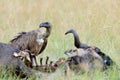 Vulture feeding on a kill Royalty Free Stock Photo