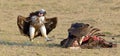 Vulture feeding on a kill Royalty Free Stock Photo