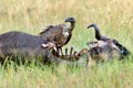 Vulture feeding on a kill wildebeest. Masai Mara National Park, Kenya Royalty Free Stock Photo