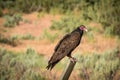 Vulture Royalty Free Stock Photo