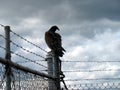 Vulture on a fencepost Royalty Free Stock Photo