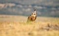 Vulture in the fields of Castile. Spain Royalty Free Stock Photo