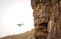 Vulture Finding Perch Royalty Free Stock Photo