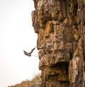 Vulture Finding Perch Royalty Free Stock Photo