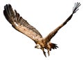 Vulture in flight isolated on white background. Low poly graphics. Vector