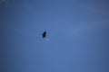 Vulture flight in Montsec, Lleida, Spain