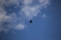 Vulture flight in Montsec, Lleida, Spain