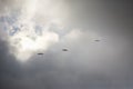 Vulture flight in Montsec, Lleida, Spain