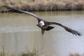 Vulture in flight. Ruppells griffon vulture scavenger bird flying towards camera Royalty Free Stock Photo