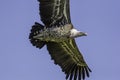 Vulture flying against blue sky. Close up from below. Royalty Free Stock Photo