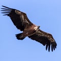 Vulture flying all wings deployed Royalty Free Stock Photo