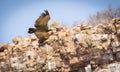 Vulture Flying in Canyon Royalty Free Stock Photo