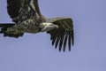 Vulture flying. Close up of a Ruppells griffon vulture in flight