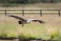 Vulture flying. Ruppells griffon vulture in flight over grassland Royalty Free Stock Photo