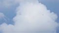 Vulture Flying On Frigid South American Cloud Horizon, HD