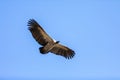 Vulture glide against blue sky Royalty Free Stock Photo