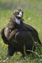 Vulture on grass