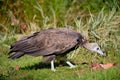 Vulture on grass Royalty Free Stock Photo