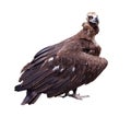 Vulture (griffin). Isolated over white Royalty Free Stock Photo