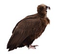 Vulture (griffin). Isolated over white Royalty Free Stock Photo