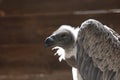 Vulture griffin bird