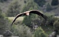 A vulture griffon in the natural park