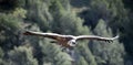 A vulture griffon in the natural park