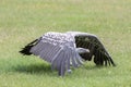 Vulture on the ground. Ruppells Griffon vulture bird taking off