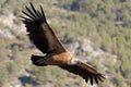 Vulture gyps fulvus flying over the Cint ravine in Alcoy