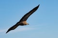 Vulture gyps fulvus flying seen from behind with blue sky background