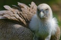 Vulture bad look Royalty Free Stock Photo