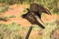 Vulture in Heraldic Pose