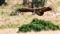 Vulture hovering over the savanna