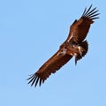 Vulture hovers in the blue sky