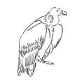 Vulture illustration, drawing, engraving, ink, line art, vector Royalty Free Stock Photo