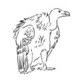 Vulture illustration, drawing, engraving, ink, line art, vector Royalty Free Stock Photo