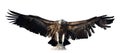 Vulture. Isolated over white Royalty Free Stock Photo