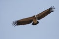 Vulture, Jodhpur, Rajastan Royalty Free Stock Photo