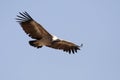 Vulture, Jodhpur, Rajastan