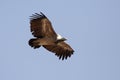 Vulture, Jodhpur, Rajastan Royalty Free Stock Photo