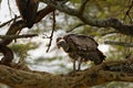 Vulture, Lake Nakuru, Kenia.