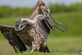 Vulture on land with twisted long neck and head turned. Ruppells griffon vulture.