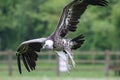 Vulture landing. African scavenger bird flying in close up with