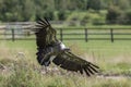 Vulture landing. Ruppells griffon vulture landing on farmland.