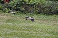 Vulture landing Royalty Free Stock Photo