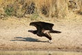 Vulture, Lappet-faced - African Natural Pointer Royalty Free Stock Photo