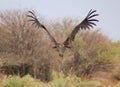 Vulture, Lappet-faced - Flight of Feathers Royalty Free Stock Photo