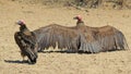 Vulture, Lappet Faced - Wild Bird Background from Africa - Fearsome